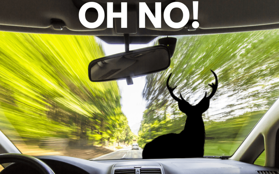 Hit a deer in Zanesville?